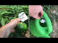 using EPSOM SALT in the garden on peppers