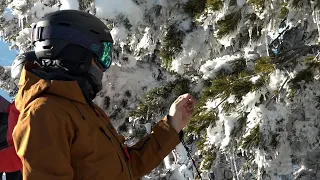 Skiers learn how endangered whitebark pine protects Mt Bachelor