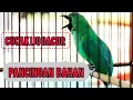 Download Lagu MASTERAN CUCAK IJO GACOR BONGKAR ISIAN