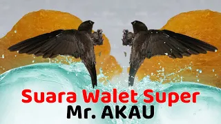 Download Suara Walet Super Mr.AKAU MP3