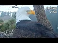Jackie the Eagle Memorial 2026