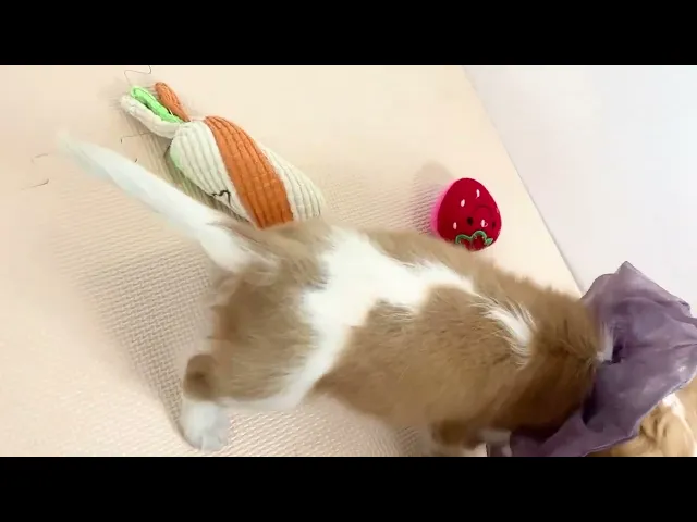 動画