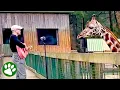 Download Lagu Animals' Heartwarming Response To Man's Singing