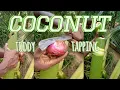 Lagu coconut toddy tapping🌴🥥 the great drink of toddy #trending #nature #viralvideo