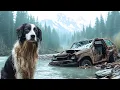 Download Lagu A survivor dog finds new hope after a catastrophe | Full movie drama in English