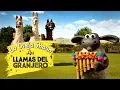 Lagu Parte 1 - Llamas Del Granjero - La Oveja Shaun