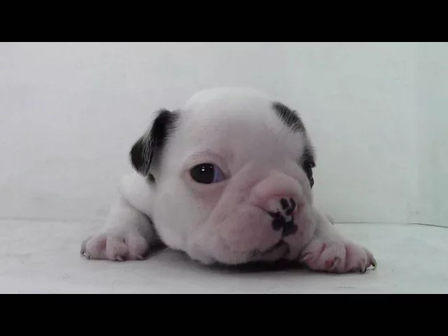 動画