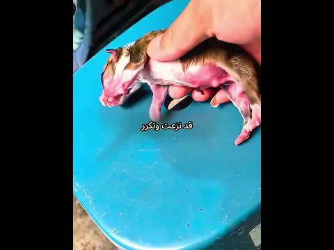 هذا الجرو تحوّل إلى لعبة متجمّدة ❄️🧸🐶