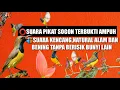 Download Lagu Suara pikat sogon manggil koloni
