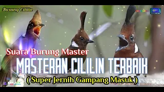 Download MASTERAN *CILILIN* TERBAIK,SUPER JERNIH GAMPANG MASUK, SUARA GURU VOKAL BURUNG CILILIN-BURUNG MASTER MP3