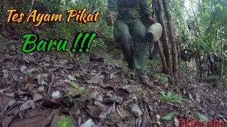 Download Tes pikat ayam hutan baru !! MP3