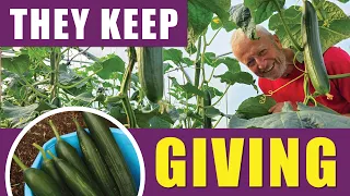 Cucumbers' Long Harvest Season
