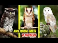 Download Lagu 8 Jenis Burung Hantu Di Indonesia