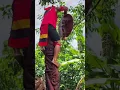 Download Lagu adat budaya kami urang dayak #dayak #dayakborneo #dayakkalimantanbarat #tbbr