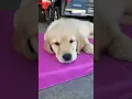 Annabelle says “It’s okay!” #trending #fypシ゚viral #fyp #puppy #goldenretriever #cute