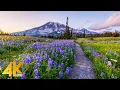 Incredible Wildflowers of Mount Rainier - 4K Virtual Hike