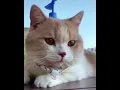 Download Lagu kucing lucu yang bisa terbang #Shorts