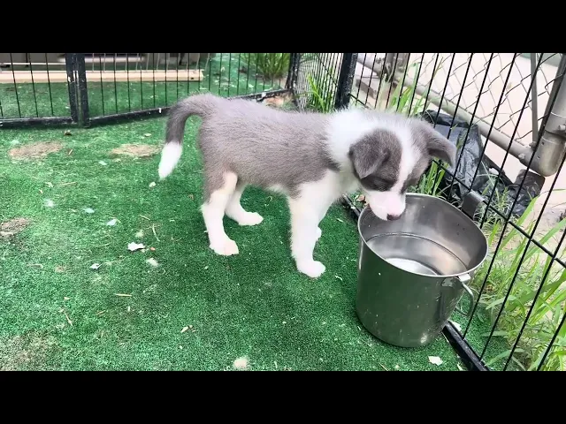 動画