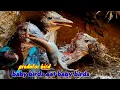 Download Lagu KINGFISHER ‼️ PANTAS DI JULUKI BURUNG PREDATOR PUYUH DAN KADAL JADI MAKANAN 