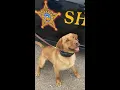 Muskingum County deputy charged in K-9 s death