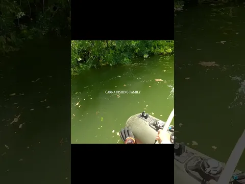 FISHING CATFISH on TOPWATER #fishing  #fish #silure