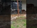 Download Lagu Pitbull attacks Hyena (INSTANT REGRET) 🥺💔🤬😒 #nbf #nbfkennel #texas #hyena #pitbull #attack #omg
