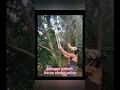 Download Lagu jadi pelatih ayam sampa tua #viral #prank #ngakak #videoshort #new #short