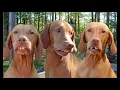 El Baile del Perrito