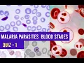 Malaria Parasites Blood stages Identification Training - Quiz 1