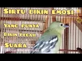 SIRTU/CIPEW BIKIN RIBUT YANG PUNYA BURUNG