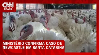 Ministério confirma caso de doença de Newcastle em granja comercial em SC | CNN AGRO NEWS