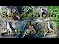Download Lagu Suara ruak ruak terbukti ampuh