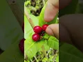 A Fully Growned Red Small Berry