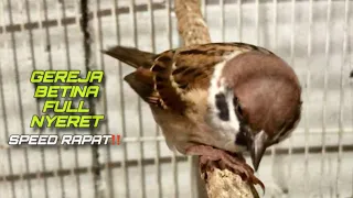 masteran burung gereja betina gacor nyerecet speed rapat durasi panjang jernih kicautembak