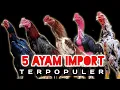 Download Lagu Peternak Harus Tau !! Ayam Import Terpopuler Di Indonesia