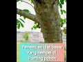 Download Lagu Ketemu Ulat bulu besar