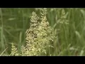 Fall allergy season Expert shares what to expect in St Louis region