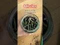 Empty node propagation golden potho