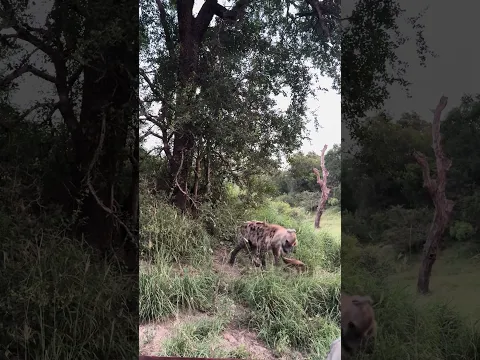 Hyena Sniffs Out a Leopard’s Kill!