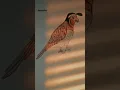 Quail Bird Drawing