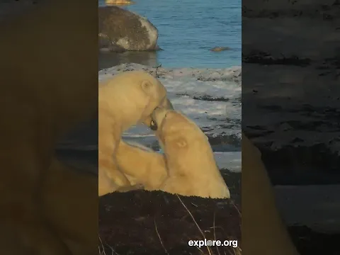 Polar Bears Frolic on Live Cam