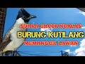 Lagu Burung KUTILANG Ngalas GACOR Suara Isian Alami Memangil Kutilang lain ikut Bunyi