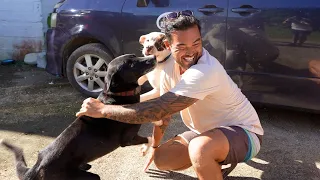 REUNITED WITH MY DOGS AFTER 8 MONTHS!! 🥲 (Episode 284)