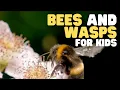 Download Lagu Bees and Wasps for Kids | Learn all about these interesting insects