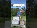 Download Lagu These Bees Were Caring for a Dead Queen!