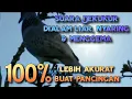 Download Lagu Suara dekukur dialam liar sangat akirat buat pancingan #dekukur #dekukurbetina #dekukurgacor