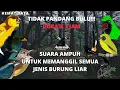 Download Lagu SUARA PIKAT SEMUA JENIS BURUNG KECIL KICAU DURASI 3 JAM || Kicau Mania Channel