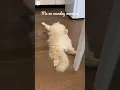 Download Lagu Besok sudah senin lagi... #cat #funnycats #viral #kucinglucu #kucing #video #catlover