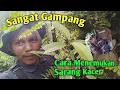 Sangat Gampang!!Cara Menemukan Sarang Kacer di Hutan