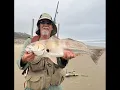 Southern California Surf Fishing Report 8 14 26
